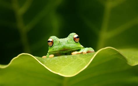 Cute Frog Wallpapers - Top Free Cute Frog Backgrounds - WallpaperAccess