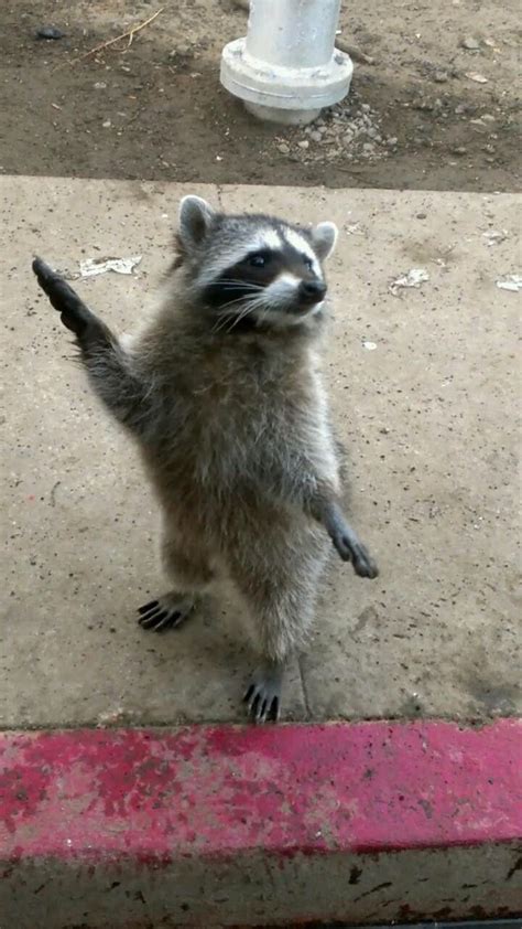 dancing raccoon