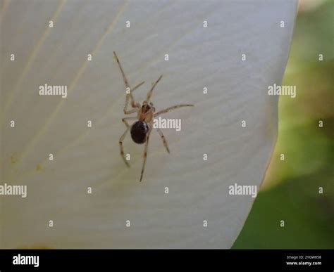 Comb-footed Spiders (Theridiidae Stock Photo - Alamy
