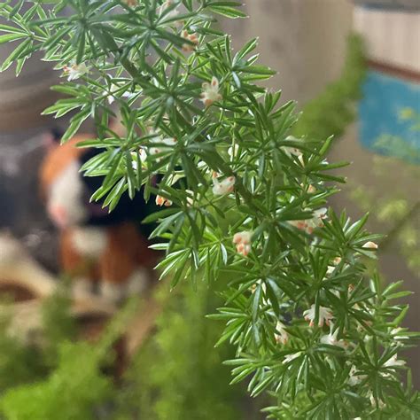 Image result for Using Ming Fern to Replicate Tree Trees