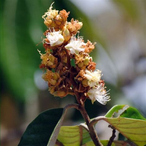 Pajura Fruit Plant (Couepia bracteosa) – veliyathgardens