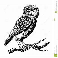 malvorlage eule auf baum eule auf dem baum stock abbildung illustration vogel malvorlage eule auf baum eule auf dem baum stock abbildung illustration vogel