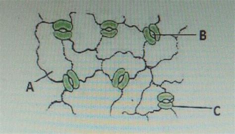 Identify the correct labels of the given diagram. !!...No Spam ...