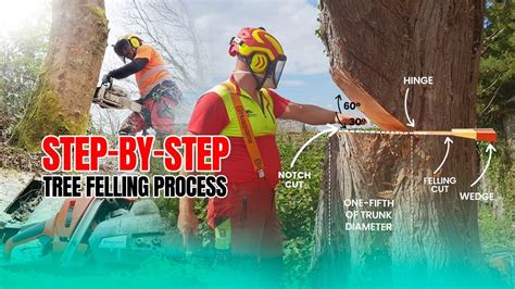 Image result for Felling Tree On Slope