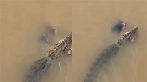 Odisha: Crocodile Drags Woman Into River; Onlookers Attempts To Rescue ...