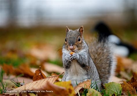 Seed Dispersal By Animals Reproduction In Plants Seed Dispersal