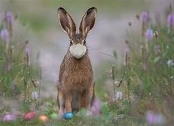 Image result for High Resolution Easter Bunny