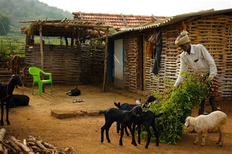 Singing the Forest Songs | Nature inFocus