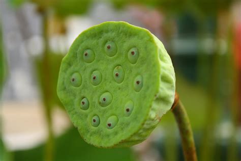 Dried Lotus Seed Pods