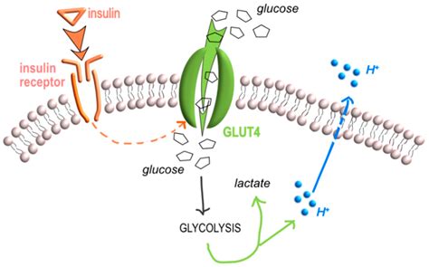 The Effects of Systemic and Local Acidosis on Insulin Resistance and ...