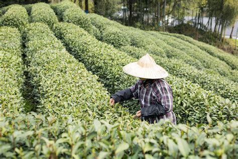 江西泰和：机器采茶效率高-人民图片网