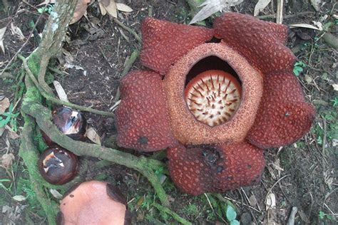 Mount Kinabalu & Mount Trusmadi – Peaks, Parks & Adventure Trails in Sabah