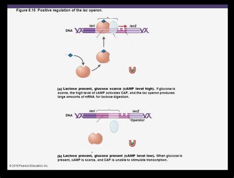 Image result for Positive Und Negative Regulation Lac Operon Chart