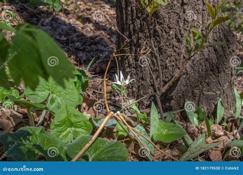 Close Up View of a Dainty White Trout Lily Erythronium Albidum Stock ...