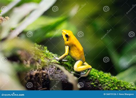 Image result for Yellow Tree Frog