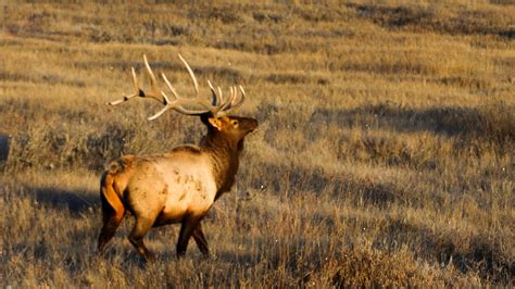 Idaho 2025 Fall Hunting Season Outlook - Eastmans' Official Blog | Mule ...