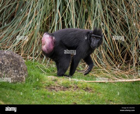 Monkey bum hi-res stock photography and images - Alamy