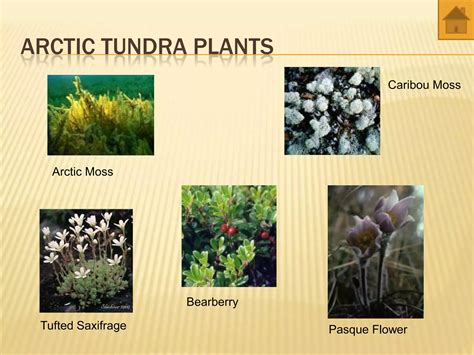 world biomes - animals and plants | PPT in 2025 | Biomes, Forest plants ...