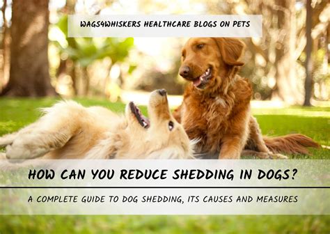 HOW CAN YOU REDUCE SHEDDING IN DOGS? – Wags4Whiskers