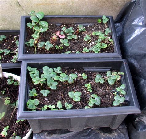 How to Sow, Plant and Grow Strawberries in Pots and Hanging Baskets ...