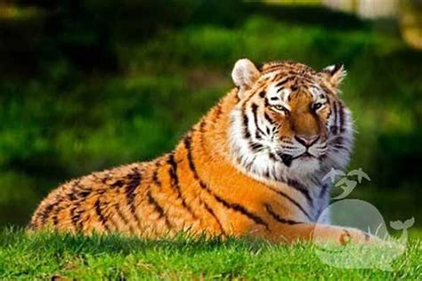 梦见逮到一只小老虎 梦见许多只老虎是什么意思-解梦-泰岁易学