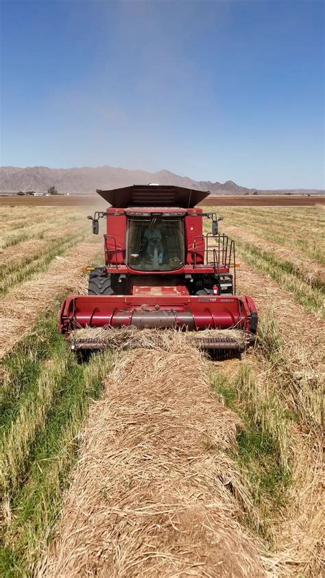 David | Wheat harvest still going strong in Yuma! #Harvest #Combine #Wheat #Agriculture | Instagram - agriculture in yuma