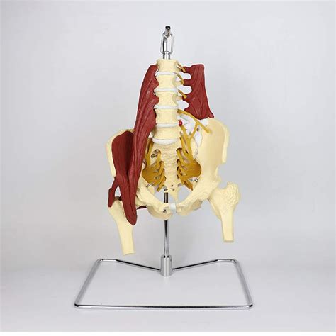 Buy Life Size Female Pelvis Model - Lumbar Spine Model - Medical ...