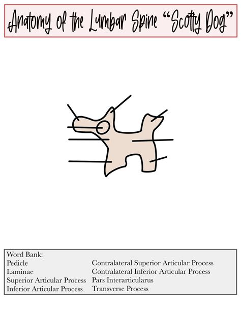 Anatomy of the Lumbar Spine "scotty Dog" - Etsy