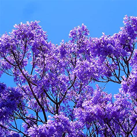 Buy Plant Nursery Online Jacaranda Mimosifolia, Neel Mohar Plants (Pack ...
