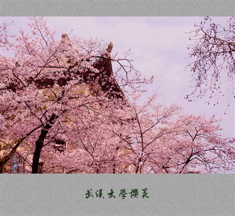 【武汉大学樱花摄影图片】武汉大学生态摄影_太平洋电脑网摄影部落