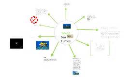 Image result for Sea Turtle Adaptations