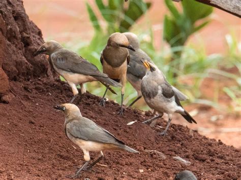 Fischer's Starling - eBird