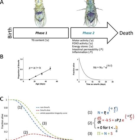 Aging Model 的图像结果