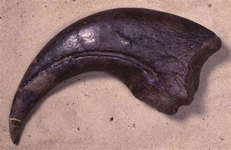 Did Carnivorous Dinosaurs Eat Only Meat? Fish, Insects and Surprises