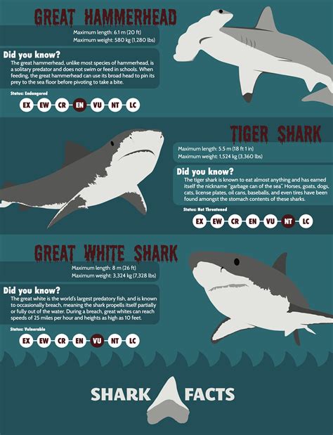 Printable Shark Fact Sheet
