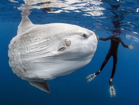 世界上最大的鱼是鲸鲨，第二大鱼是姥鲨 - 好汉科普