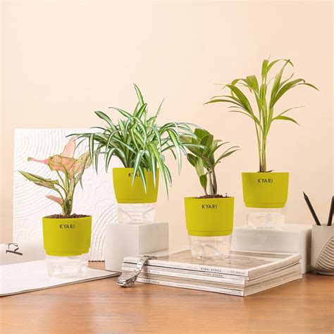 KYARI Aglaonema Pink-Areca Palm-Zamia Green (ZZ)-Spider Combo of 4 ...