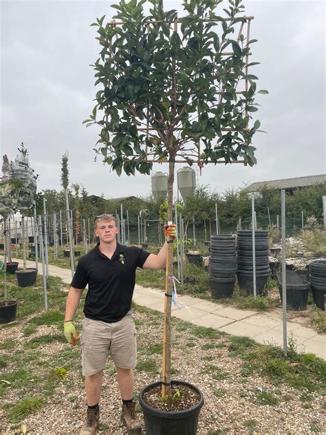 Prunus laurocerasus 'Rotundifolia' (English Cherry Laurel) - full stan ...