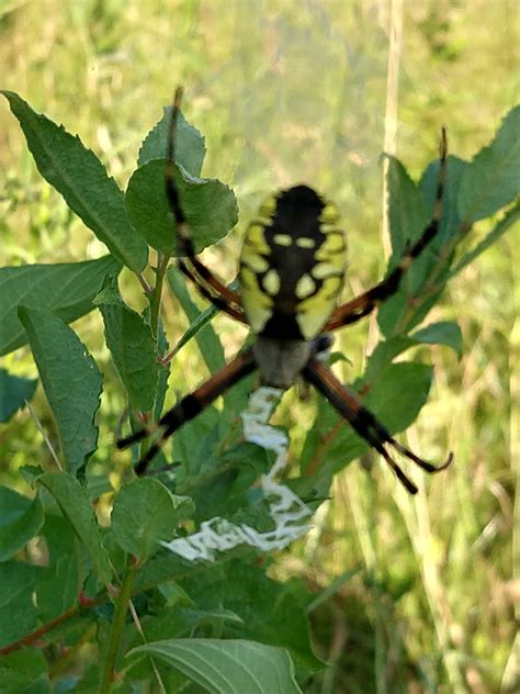 Spider-Man Transformation Animation 的图像结果