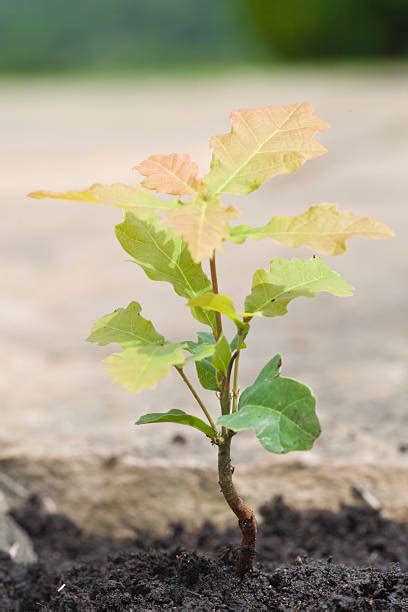 Image result for Small Oak Tree Sapling