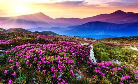 Valley Of Flowers Tour Package in Uttarakhand - HelloVisit