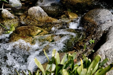 Babbling Brook Free Stock Photo - Public Domain Pictures