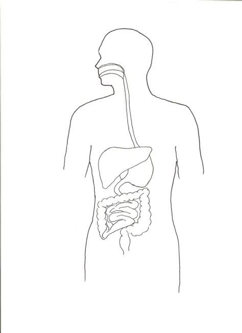 Image result for Digestive System Template