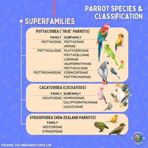 Parakeet vs Parrot - What's the Difference? - Parrot Junkie