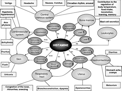 Histamine Intolerance - Causes, Symptoms, Diagnosis, Test, Treatment
