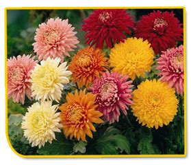 Horticulture ::Flower Crops