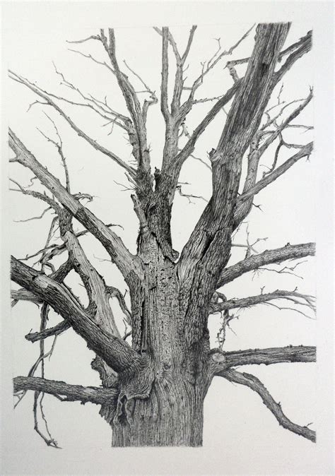 Image result for Graphite Pencil Drawing Tree