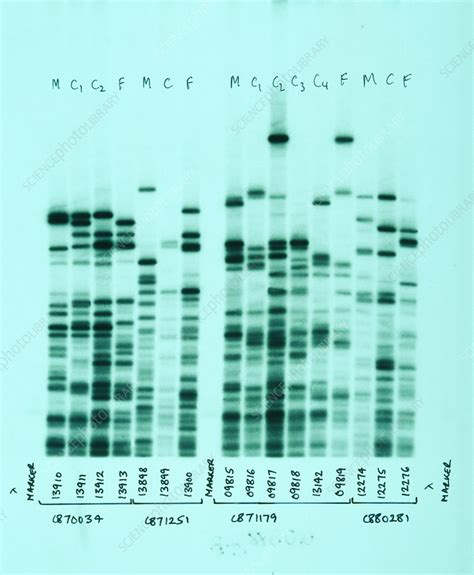 Image result for DNA Fingerprinting Graph