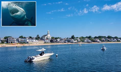 Why disappearance of Cape Cod's iconic great white sharks is BAD news ...