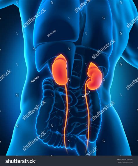 Woman Where Are The Kidneys Located